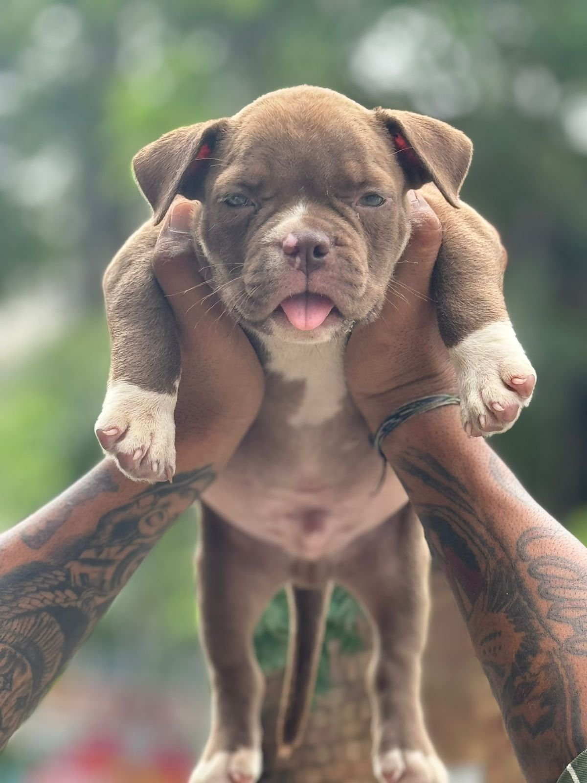 Pitbull puppies for sale In Pune